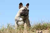 BOULEDOGUE FRANCAIS 504